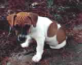Snoopy