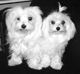 Tafi and 
Mollee