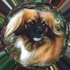 Joschi in search of wisdom / Thanks to Bitten J�nsson!
