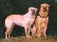 Xina and Nala 1