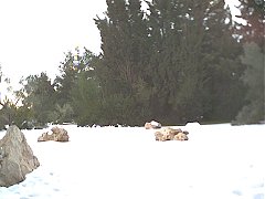 jerusalem har herzel snow 71.jpg
