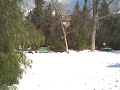 jerusalem rav herzog institute park snow 72.jpg