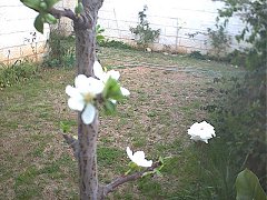 Plum1
