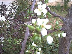 Plum2
