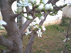 Plum3