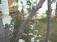 Plum4