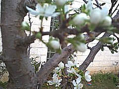 Plum5