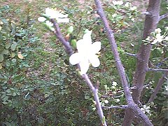 Plum6