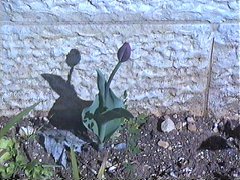 tulip 01