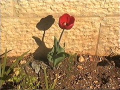 tulip 02