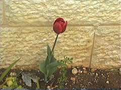 tulip 03