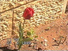 tulip 04