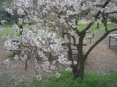 20050205-almond-2942.jpg