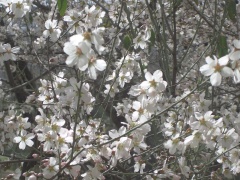 20050205-almond-2944.jpg