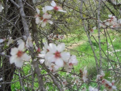 20050205-almond-2945.jpg