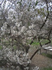 jerusalem-forest-almond-2943.jpg