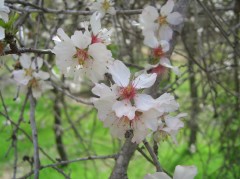 jerusalem-forest-almond-2946.jpg