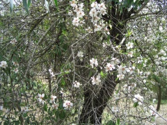 20051217-jerusalem-forest-almond-6271.jpg