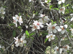 20051217-jerusalem-forest-almond-6272.jpg