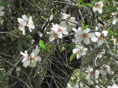 20051217-jerusalem-forest-almond-6273.jpg