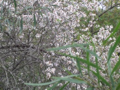 20051217-jerusalem-forest-almond-6278.jpg