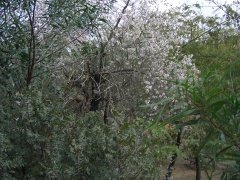 20051217-jerusalem-forest-almond-6279.jpg