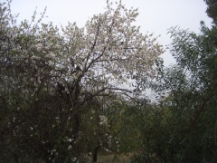20051220-jerusalem-forest-almond-6284.jpg