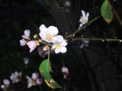 20051220-jerusalem-forest-almond-6302.jpg