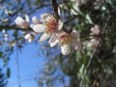 20060122-jerusalem-forest-almond-6476.jpg