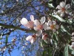 20060122-jerusalem-forest-almond-6477.jpg