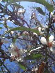 20060122-jerusalem-forest-almond-6478.jpg