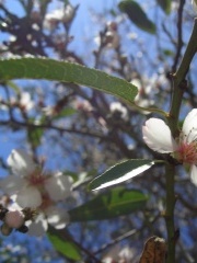 20060122-jerusalem-forest-almond-6479.jpg