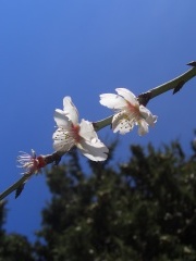 20060122-jerusalem-forest-almond-6480.jpg