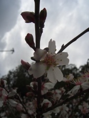 20060128-jerusalem-forest-almond-6528.jpg