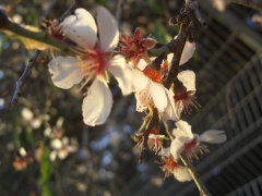 20060131-jerusalem-forest-almond-6529.jpg