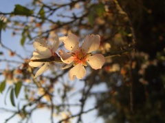 20060131-jerusalem-forest-almond-6530.jpg