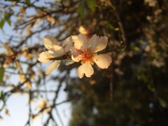 20060131-jerusalem-forest-almond-6531.jpg