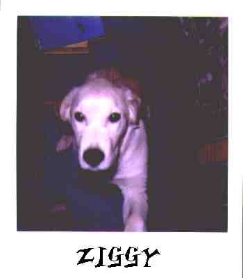 Ziggy2.jpg (6693 bytes)
