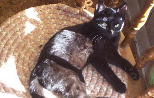 solar powered kitty