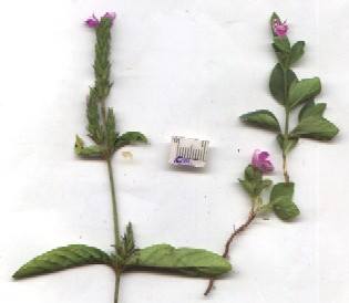 Justicia axillaris
