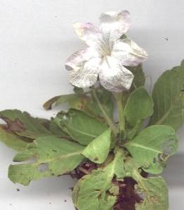 Ruellia morongii Britton