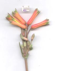 Bomarea edulis-.jpg (33.4 kb)