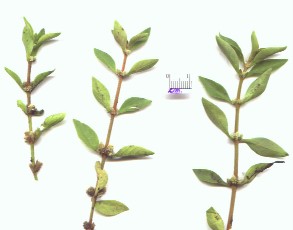 Alternanthera reineckii