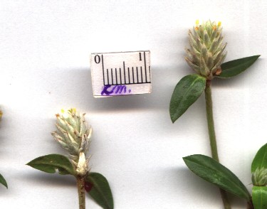 Gomphrenacelosioides-.jpg