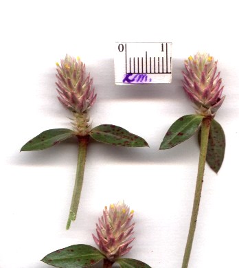 Gomphrenacelosioidesf.roseiflora-.jpg