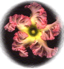 Mac.jpg (33.4 kb)
