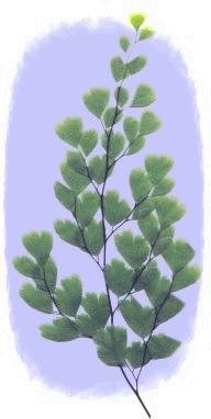 culantrillo1.gif (33.4 kb)