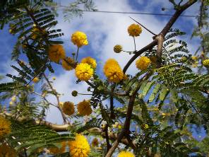 Acacia caven. Familia FABACEAE. �rbol peque�o de la zona de los campos de Misiones.