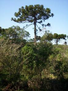Araucaria angustifolia. familia ARAUCARIACEAE. Monumento natural, protegido por ley provincial. Nombres comunes: Pino Paran�, Cury, Pino Misionero. 
