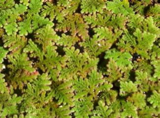 Azolla sp. Familia AZOLLACEAE. Peque�a planta acu�tica flotante, de las lagunas. Conocido como Helechito de agua.